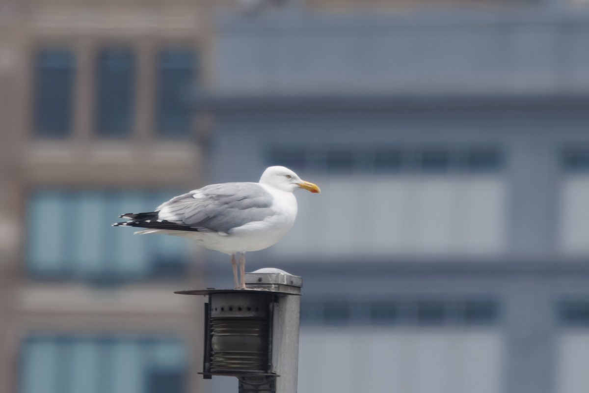 Gaviota Argéntea - ML586157461