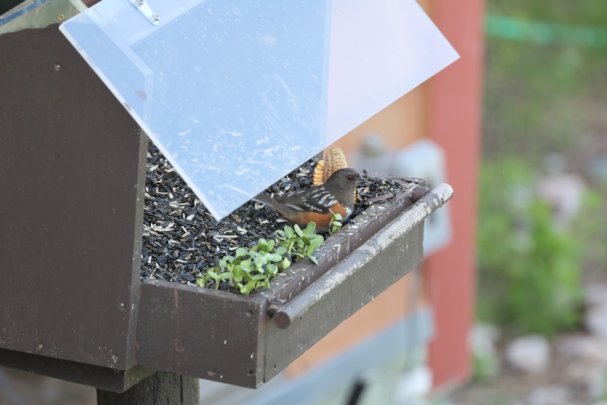 Spotted Towhee (arcticus) - ML586157511