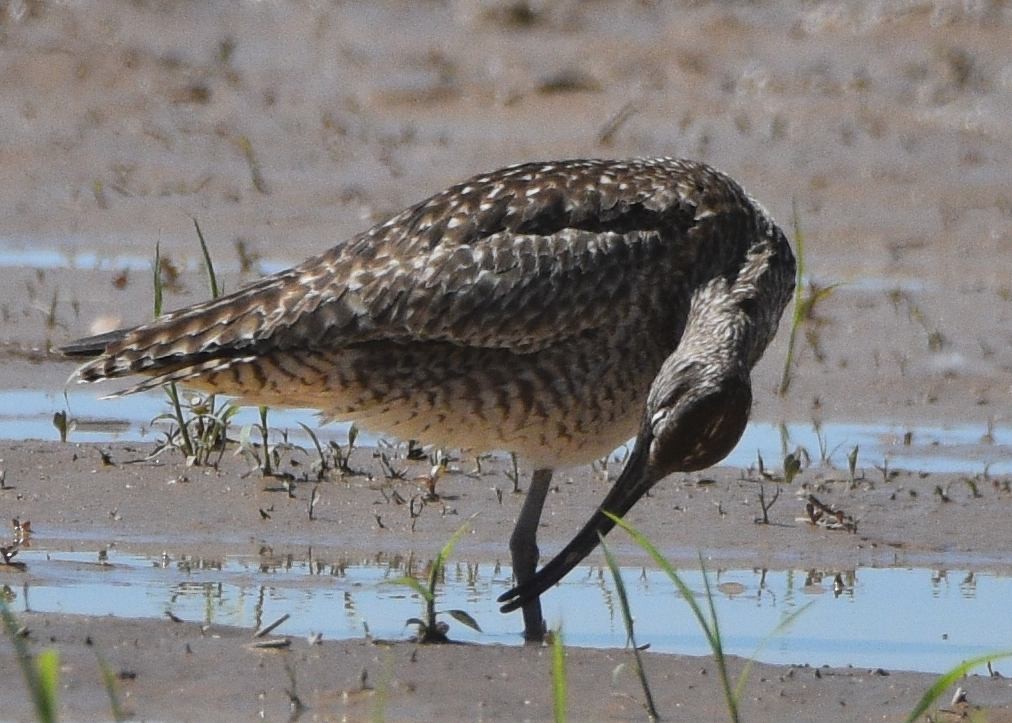 Whimbrel - ML586157671