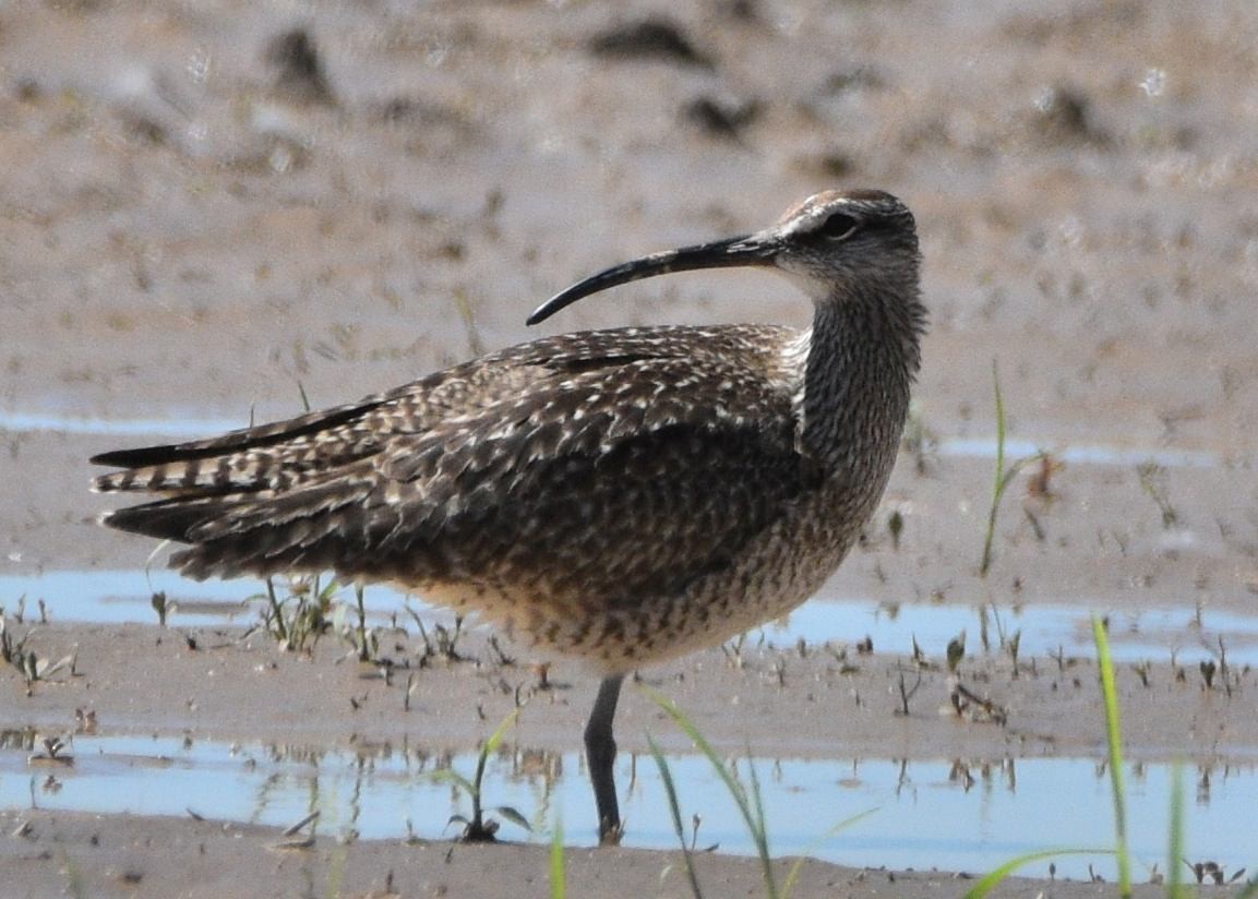 Whimbrel - ML586157681