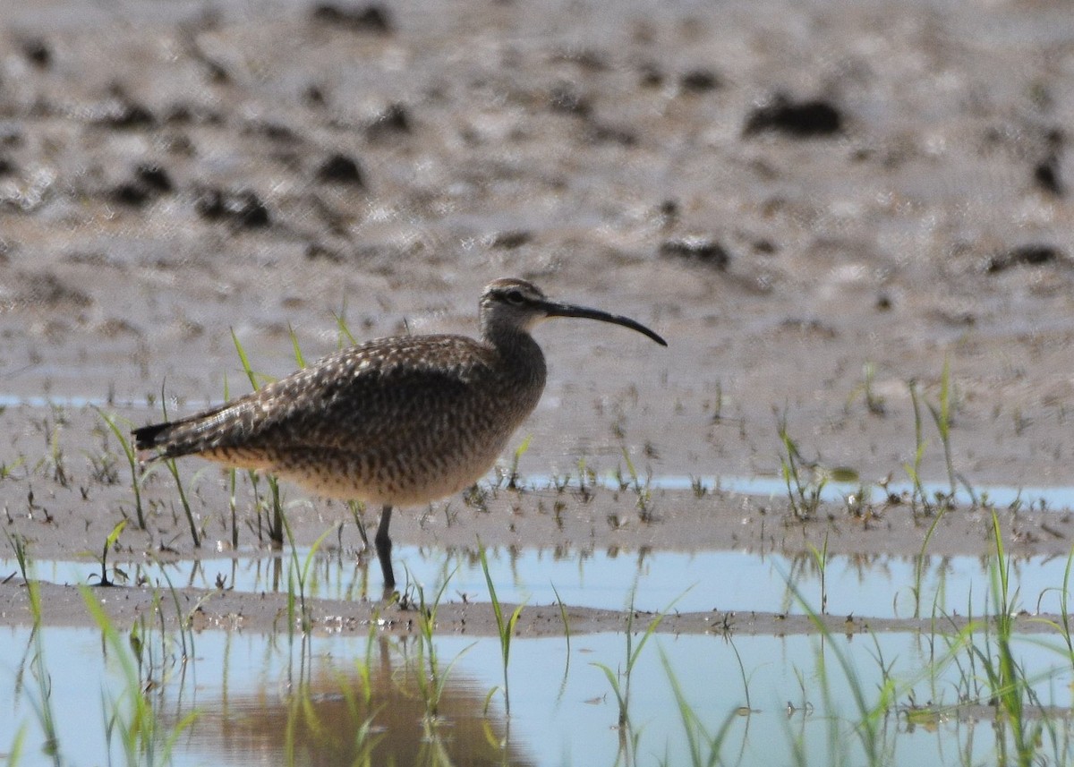 Whimbrel - ML586157701