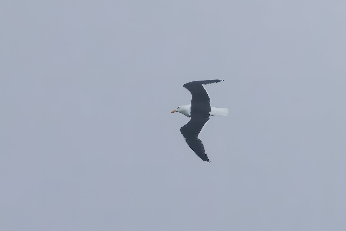 Great Black-backed Gull - ML586157991