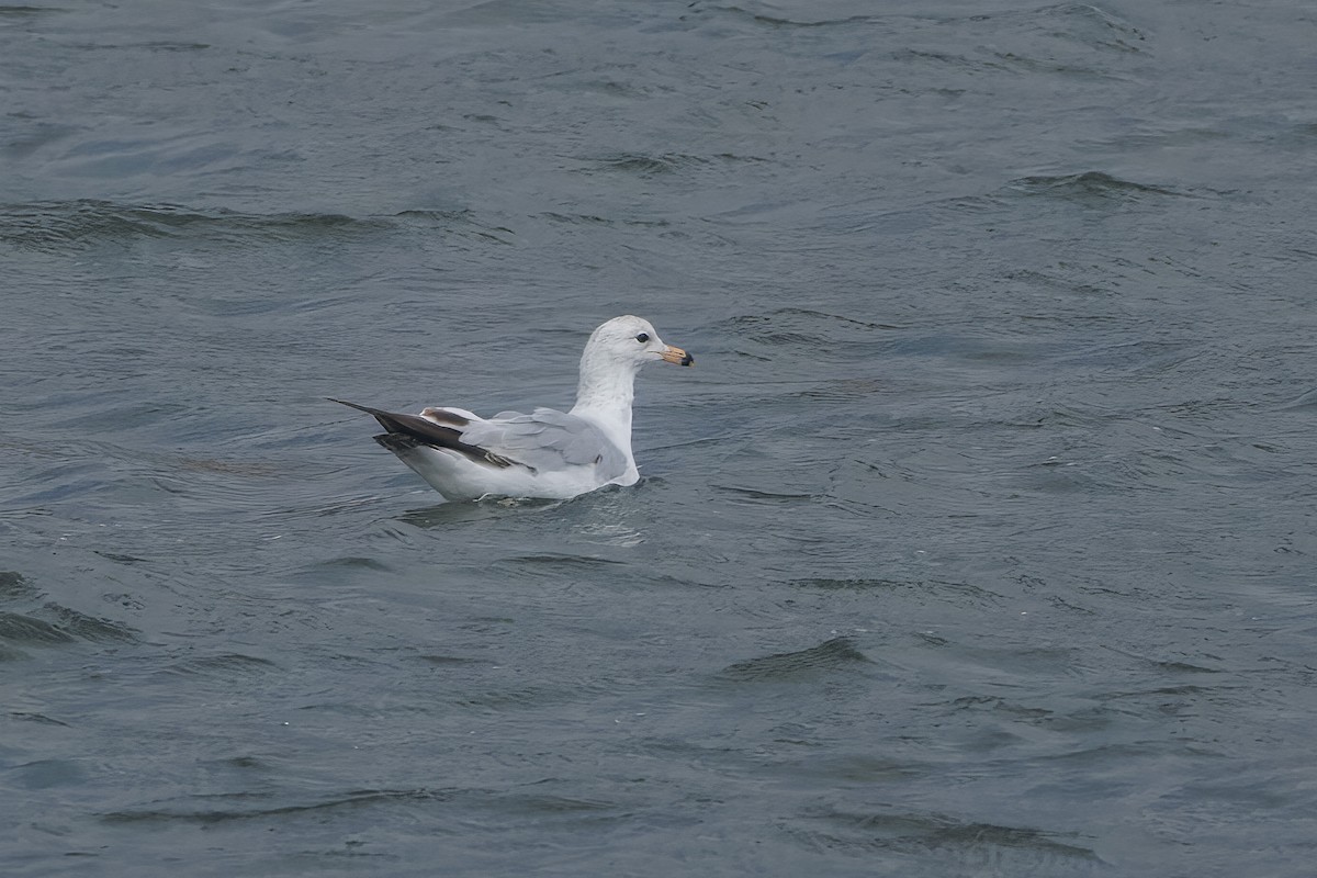 Ring-billed Gull - John Callender