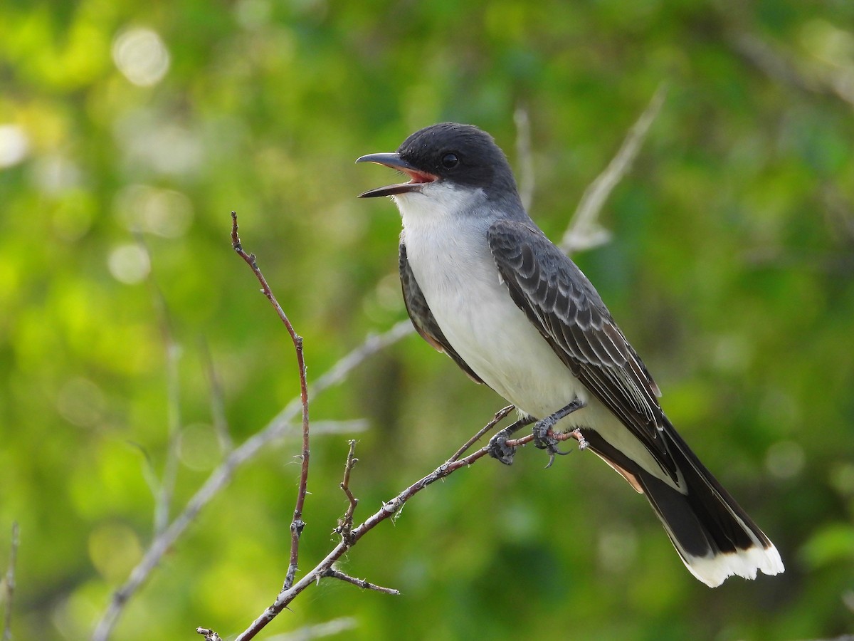 Eastern Kingbird - ML586158611