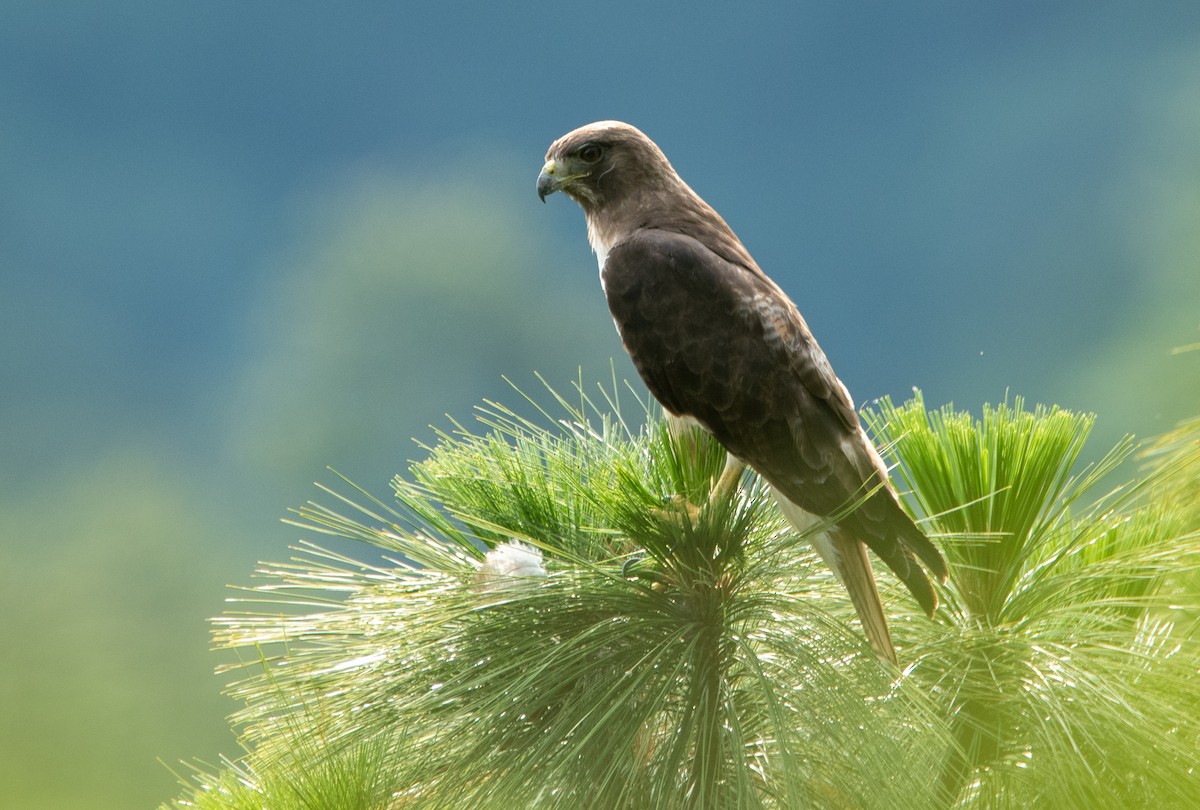 Red-tailed Hawk - Leonardo Guzmán (Kingfisher Birdwatching Nuevo León)