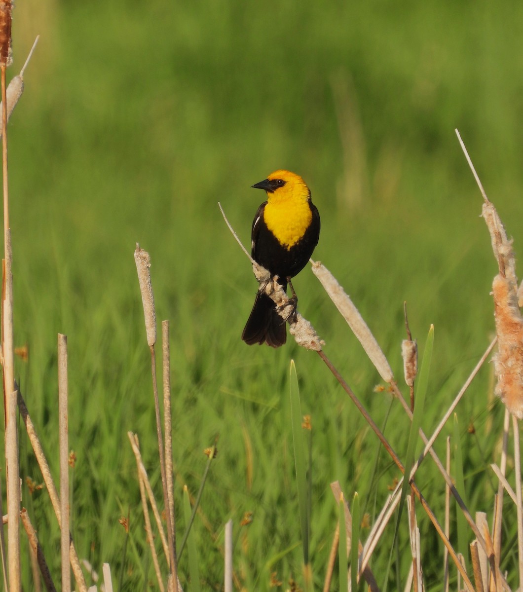 Yellow-headed Blackbird - Kalin Ocaña