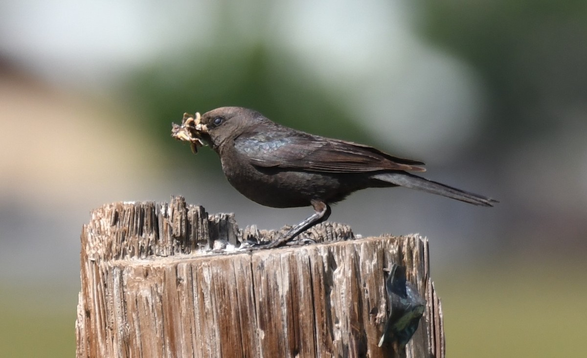 Brewer's Blackbird - ML586159151