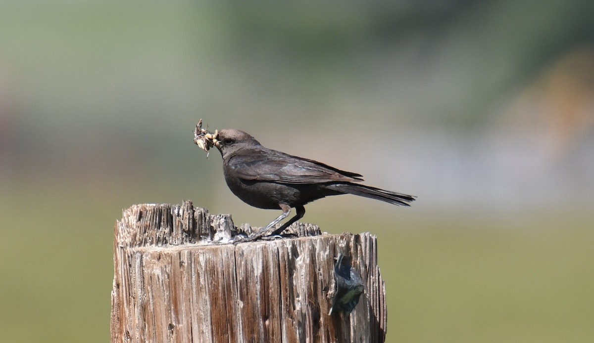 Brewer's Blackbird - ML586159161