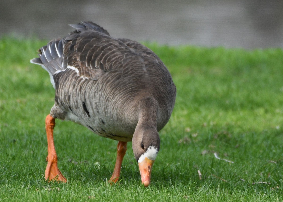 Greater White-fronted Goose - Susan Rosine