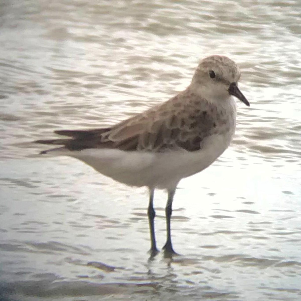 Red-necked Stint - Rob Worona