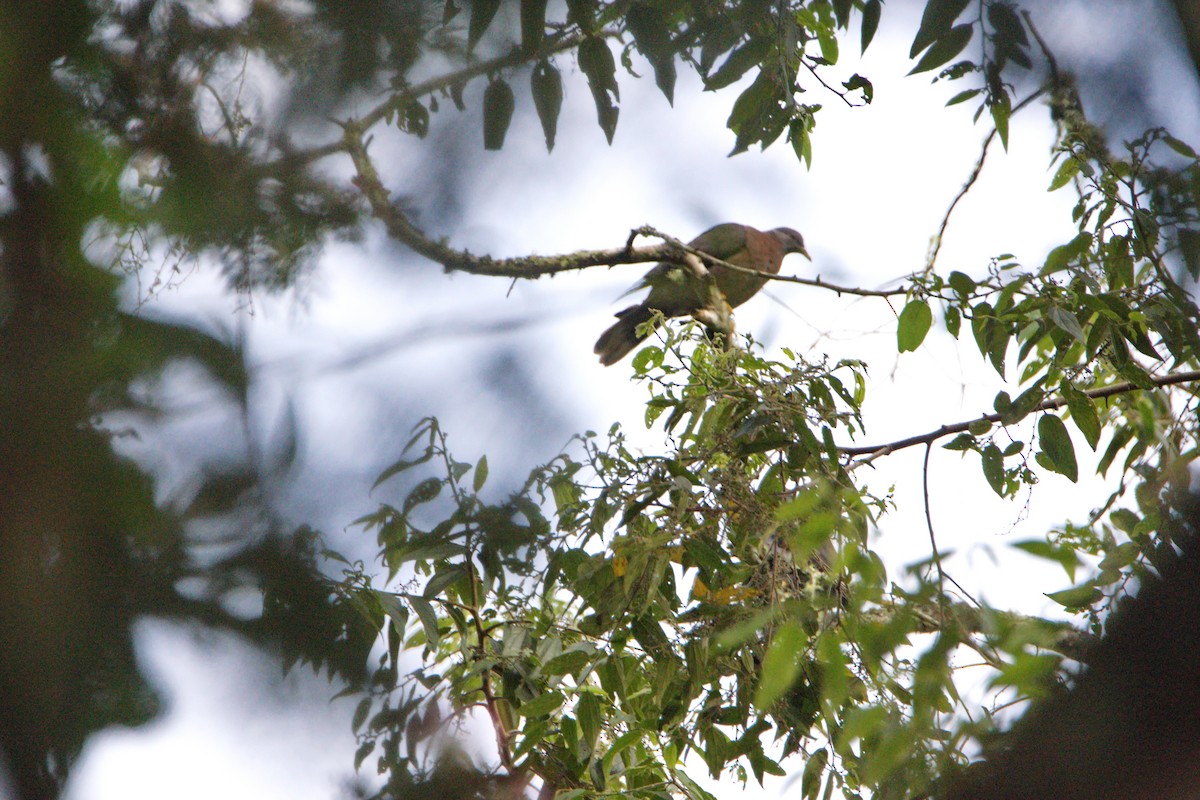 Andean Guan - ML586159321