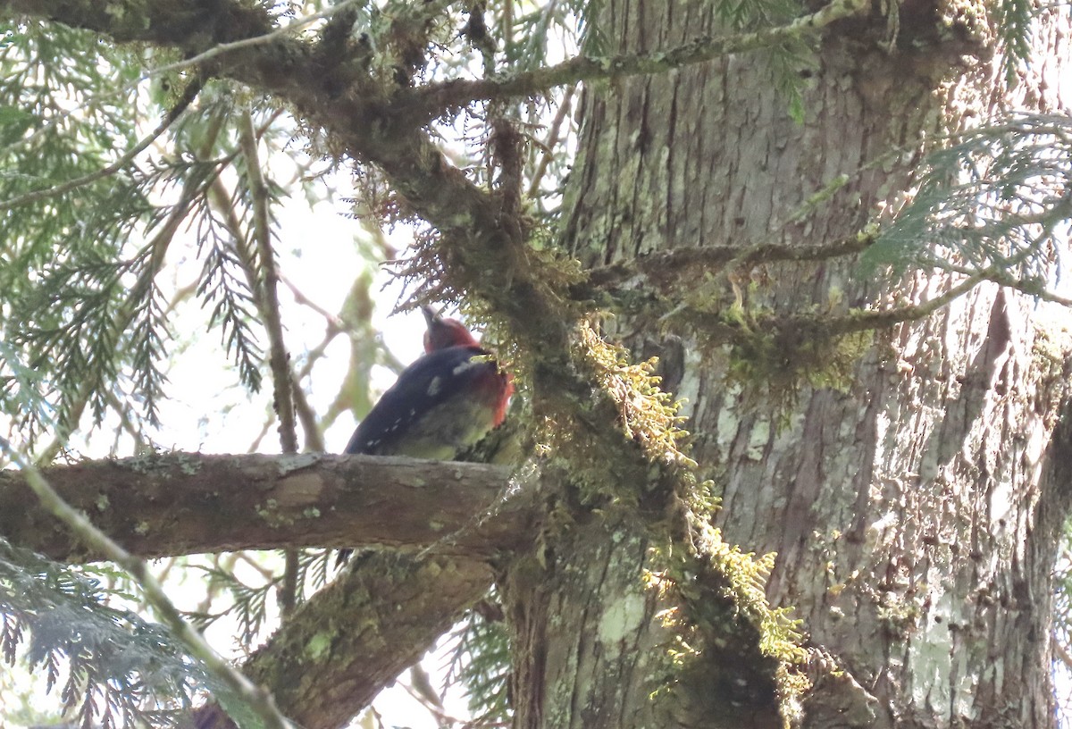 Red-breasted Sapsucker - ML586159521