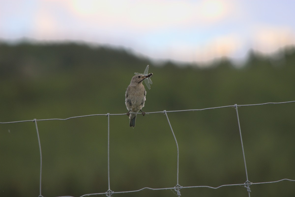 Mountain Bluebird - ML586159591