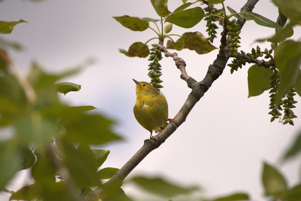 Yellow Warbler - ML586159661