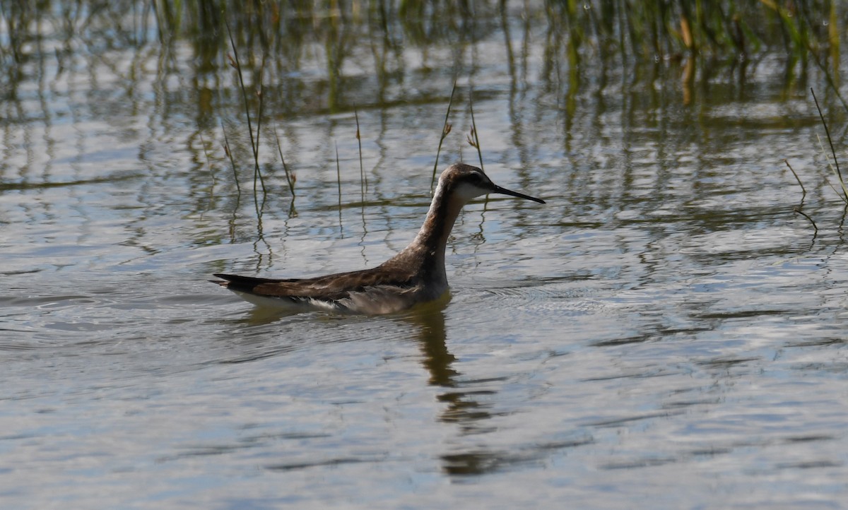 Wilson's Phalarope - ML586159721