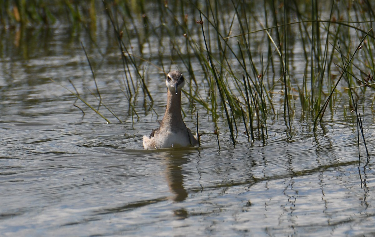 Wilson's Phalarope - ML586159731