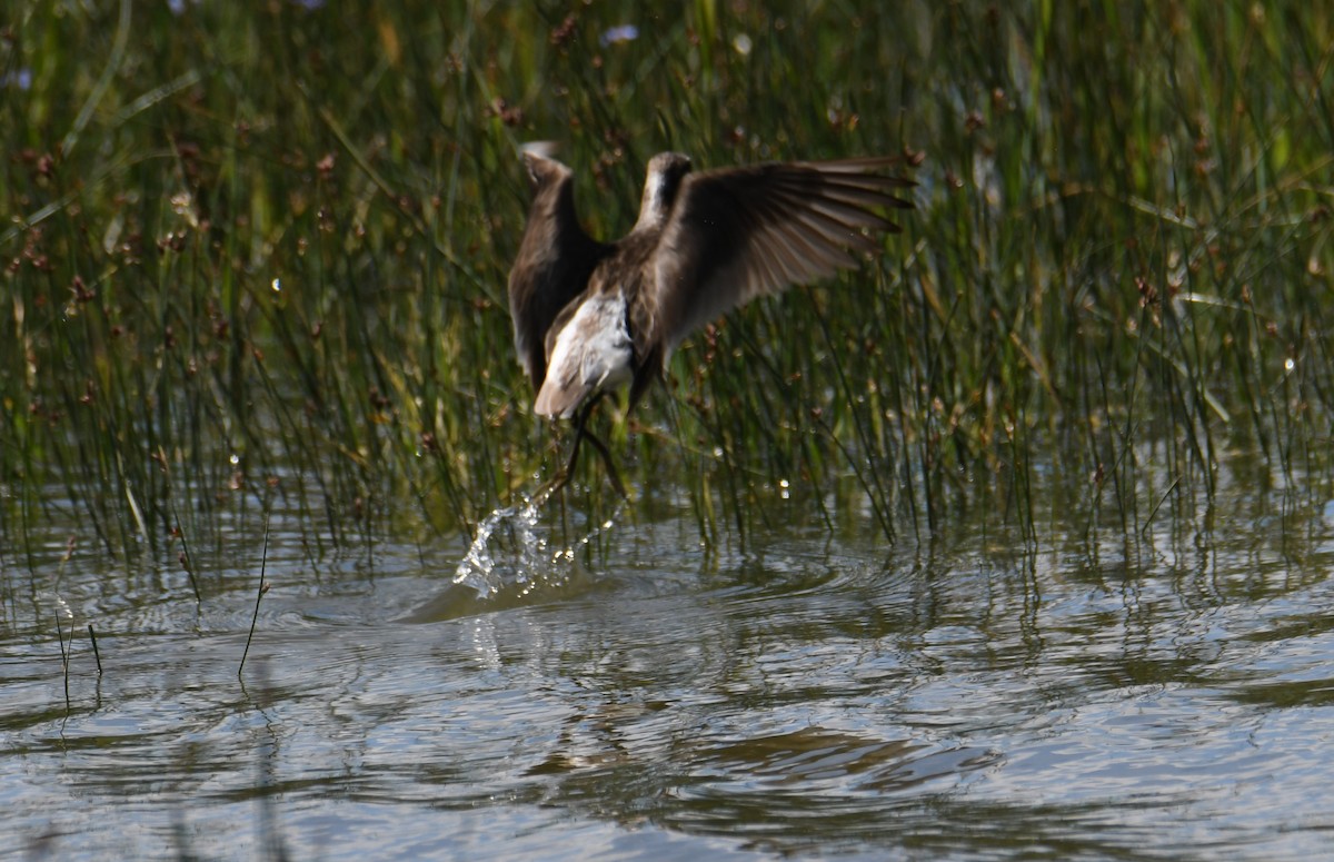 Phalarope de Wilson - ML586159741