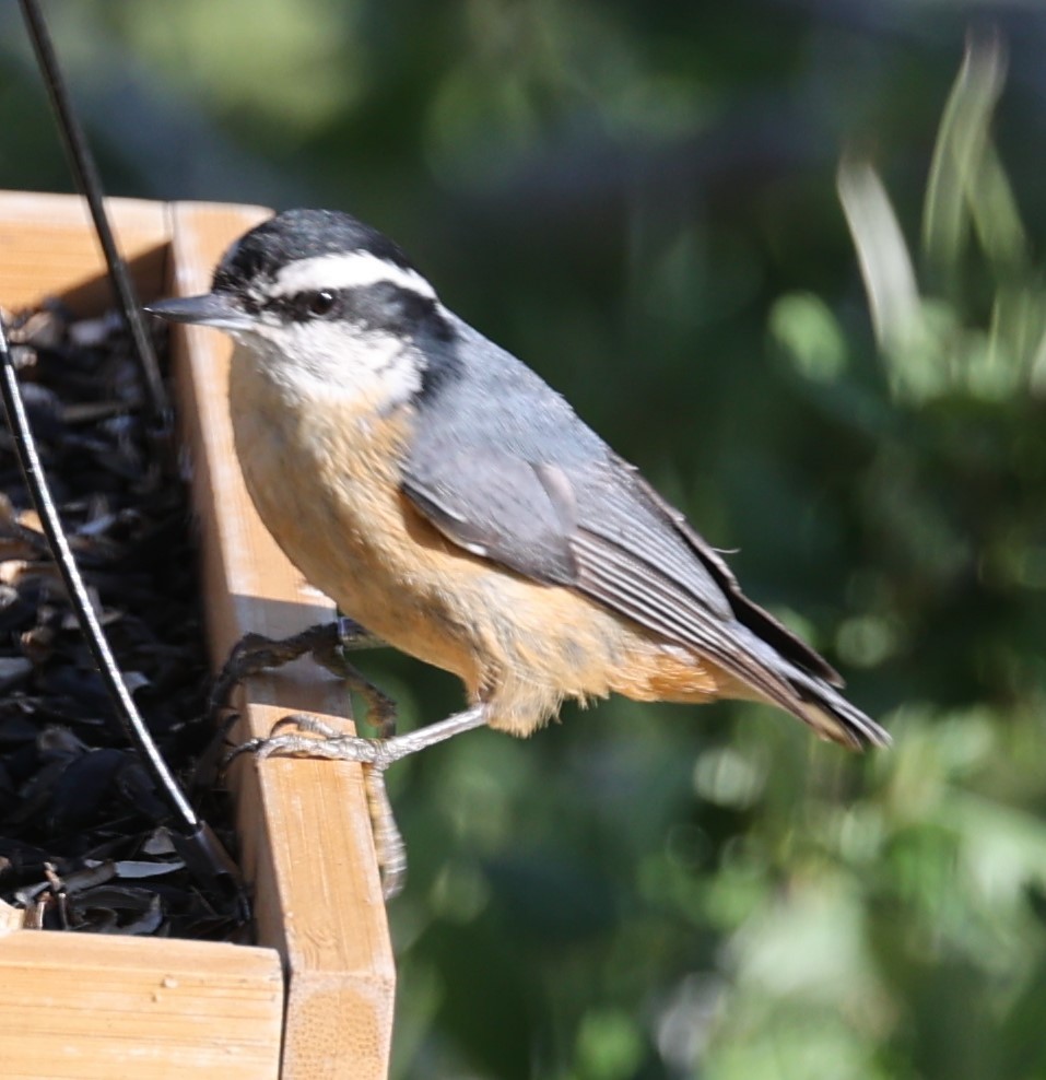 Red-breasted Nuthatch - David Cunningham