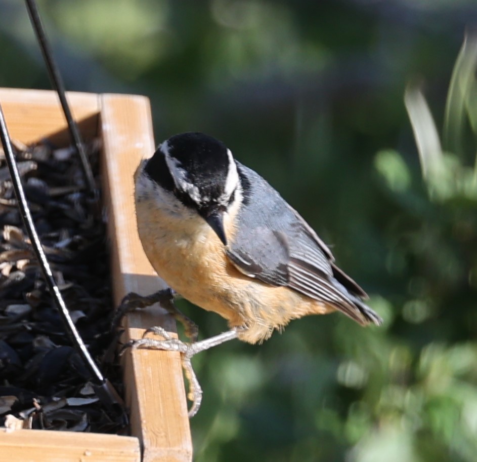 Red-breasted Nuthatch - ML586159971