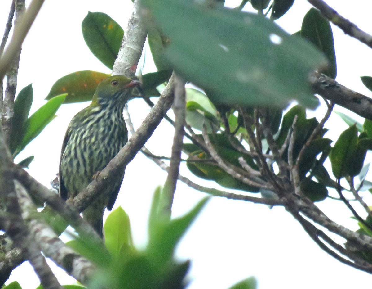 Red-banded Fruiteater - Iván Lau