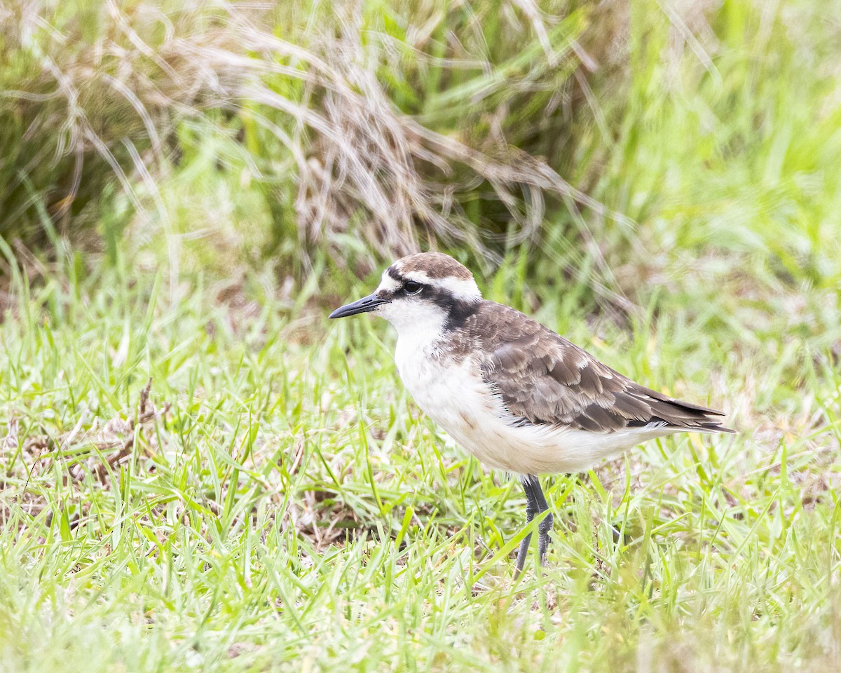 St. Helena Plover - ML586160911