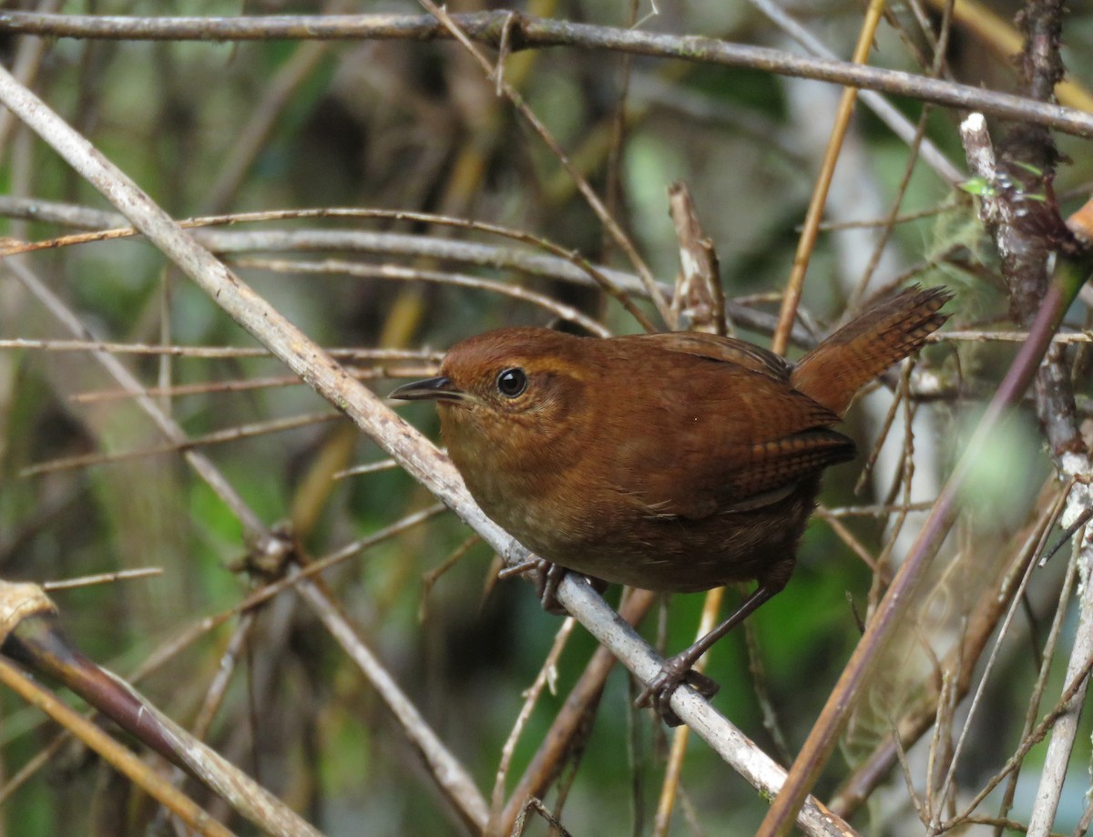 Tepui Wren - ML586161591