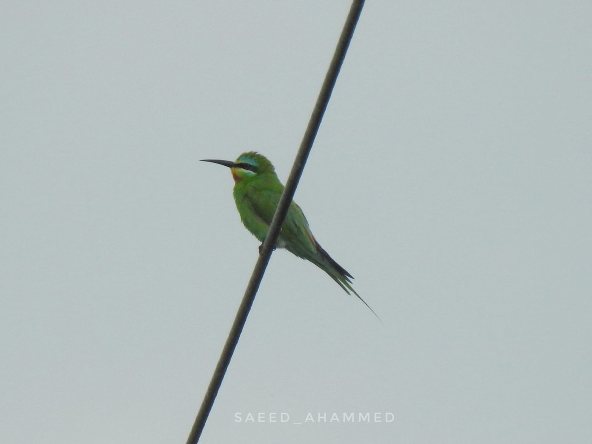 Blue-cheeked Bee-eater - Ahammed Saeed