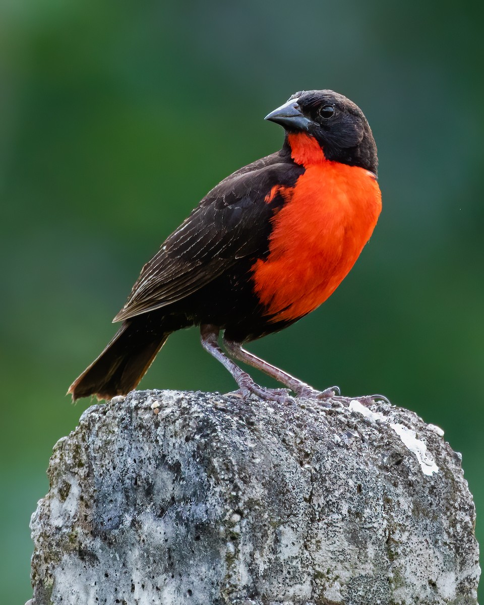 Red-breasted Meadowlark - ML586162171