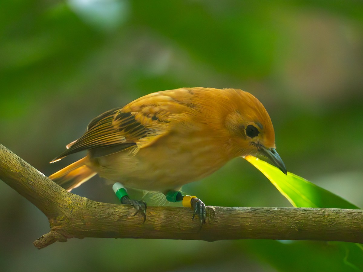 Rarotonga Monarch - ML586163051