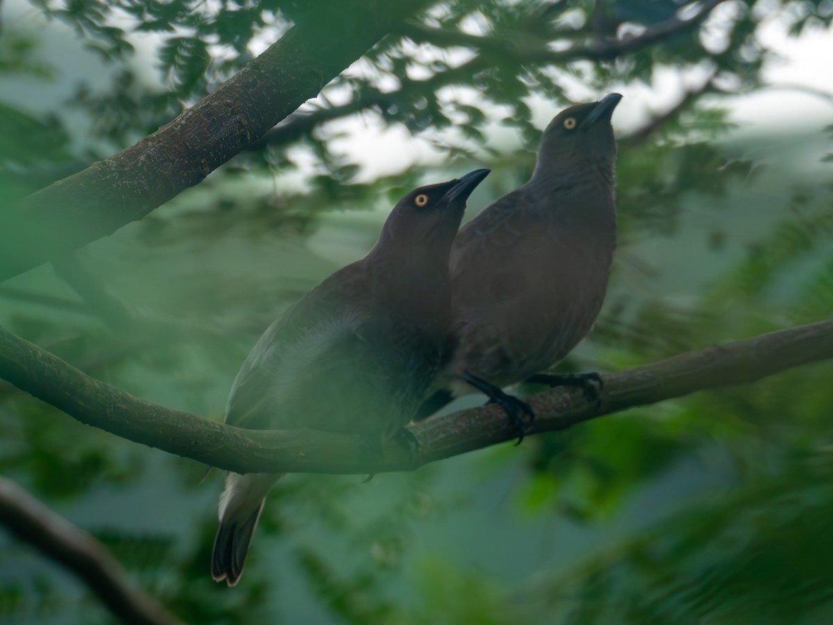 Rarotonga Starling - ML586163101