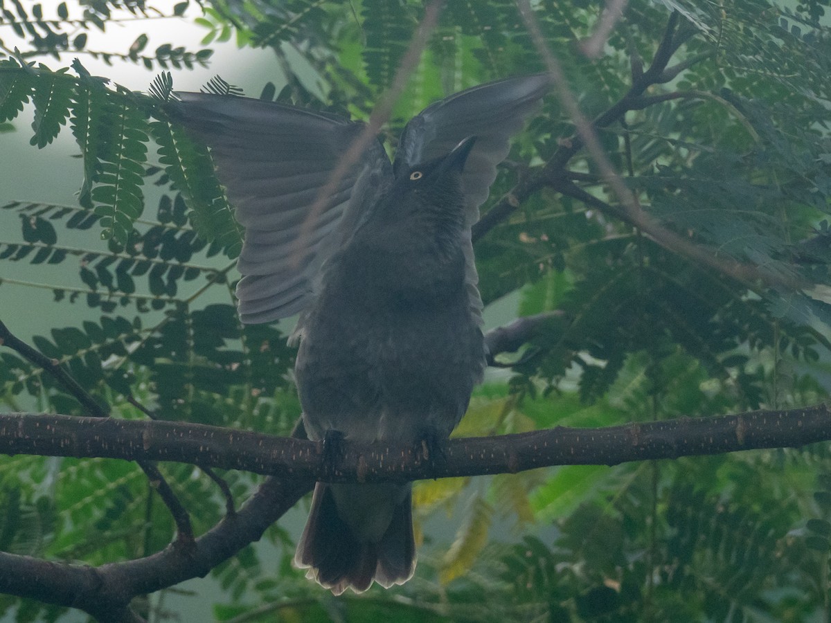 Rarotonga Starling - ML586163111