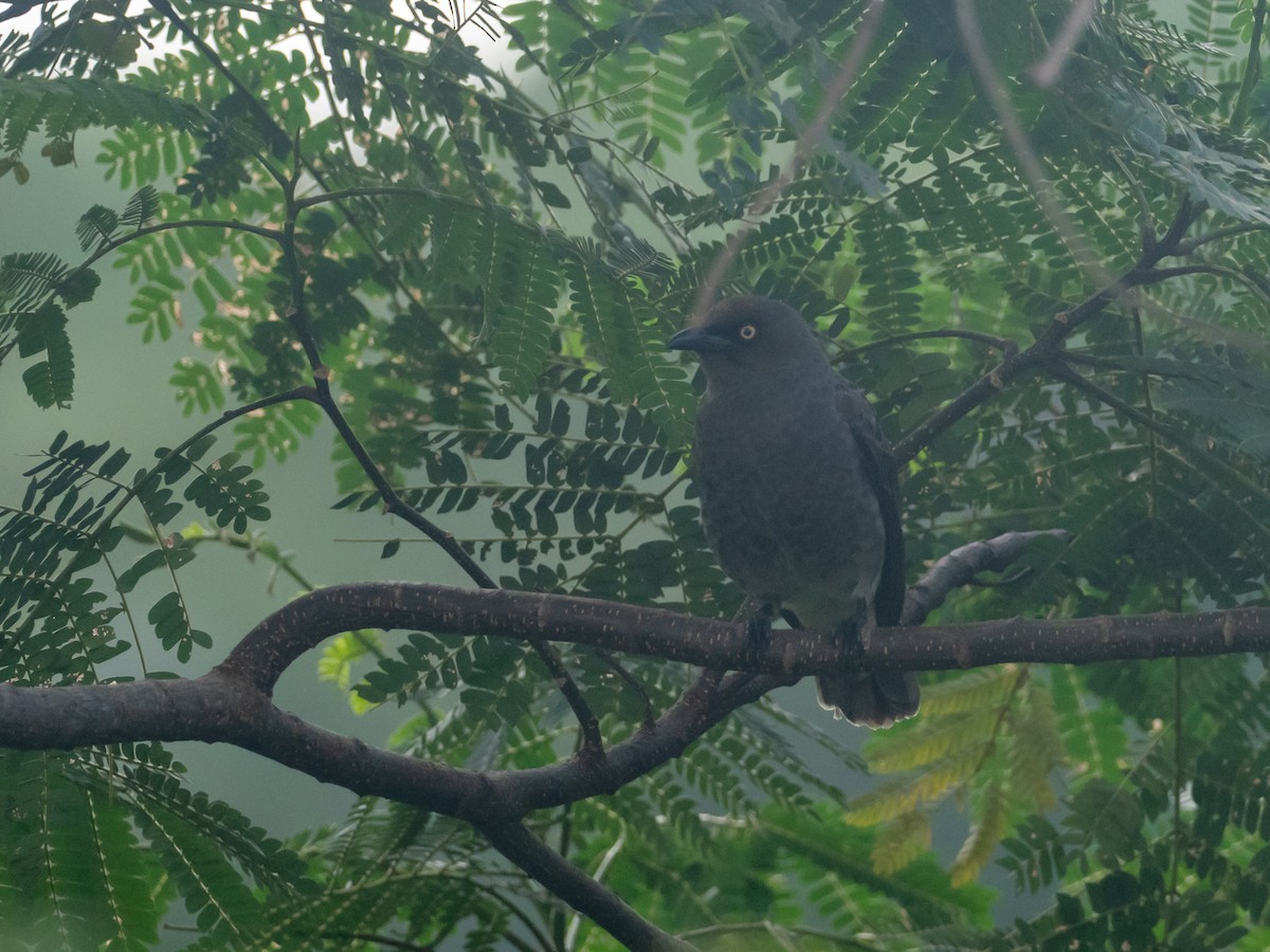 Rarotonga Starling - ML586163121