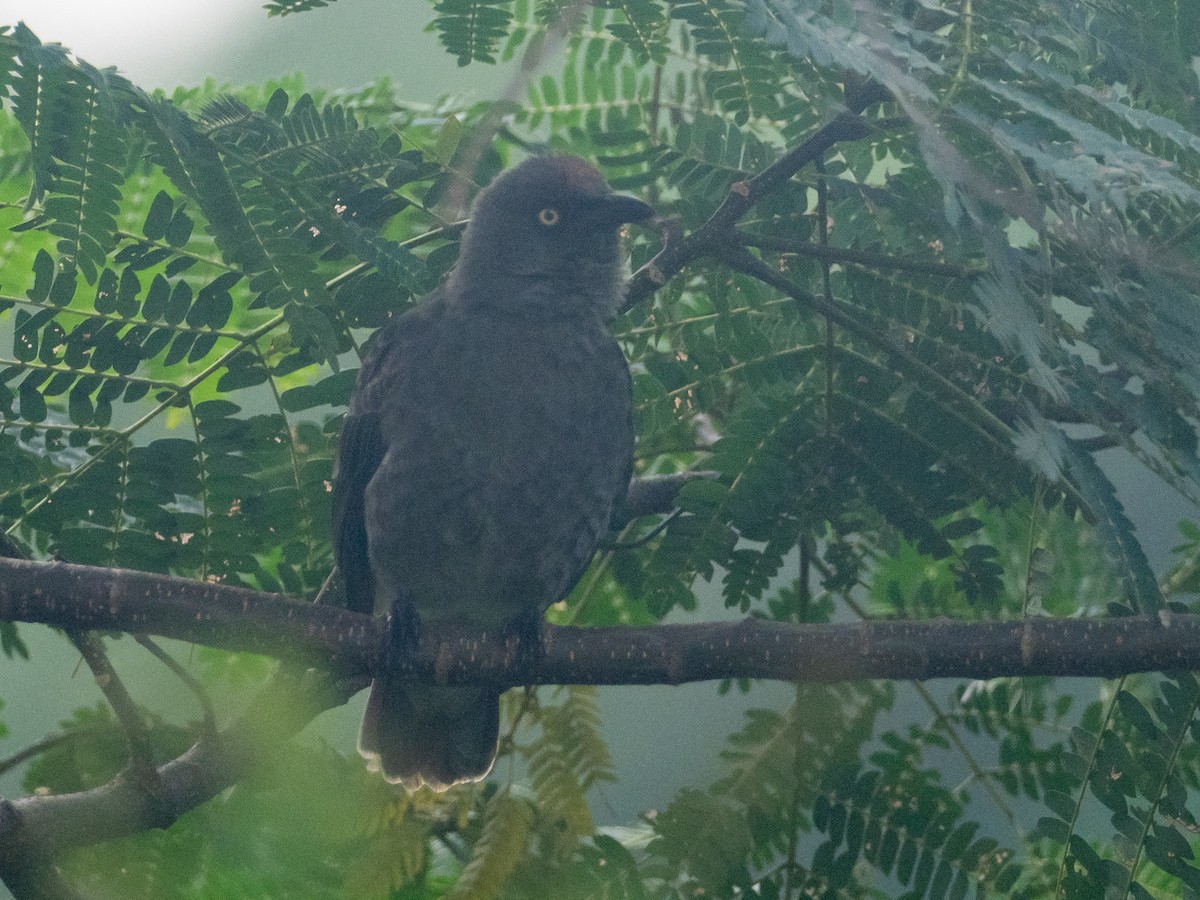 Rarotonga Starling - ML586163131