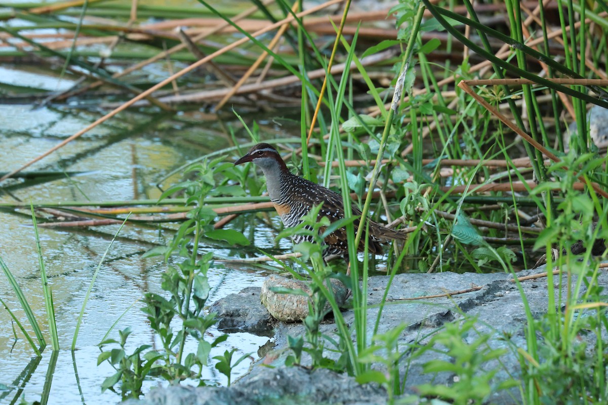 Buff-banded Rail - ML586163511