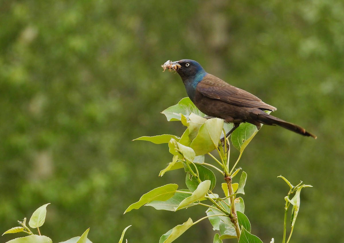 Common Grackle - Kalin Ocaña