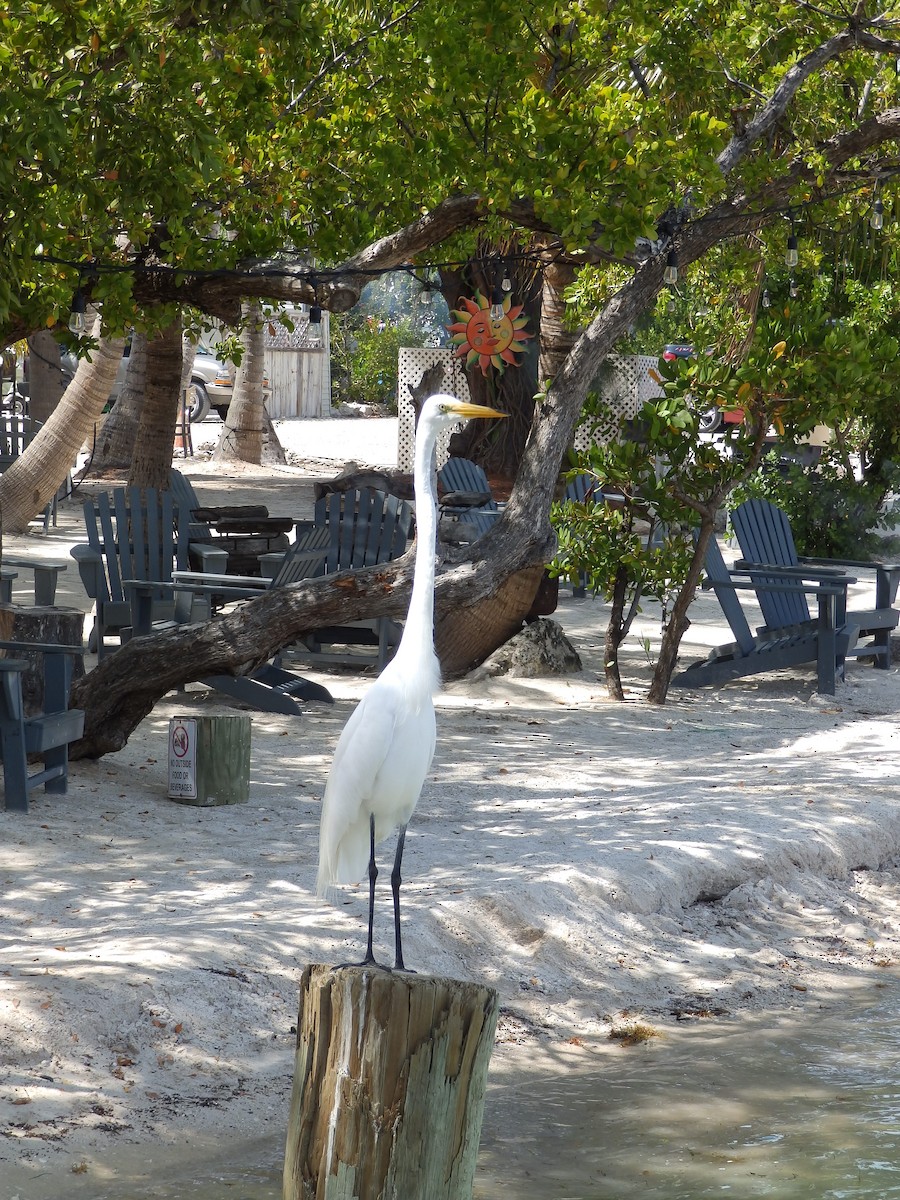 Great Egret - ML586163751