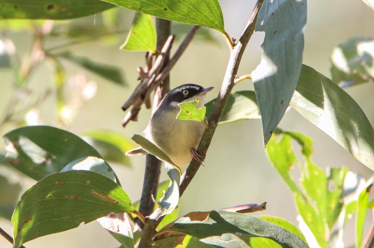 White-browed Scrubwren - ML586163931