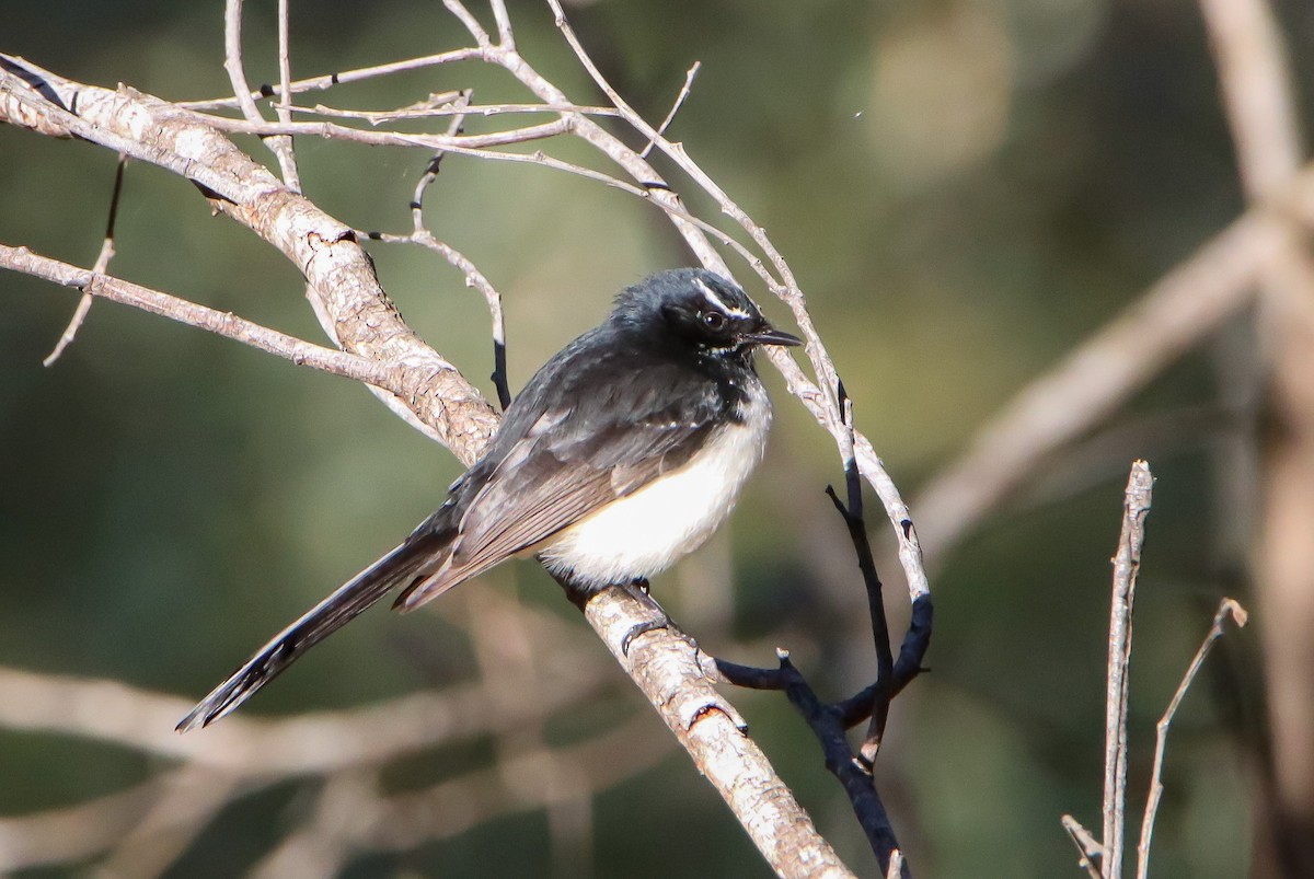 Willie-wagtail - ML586164031