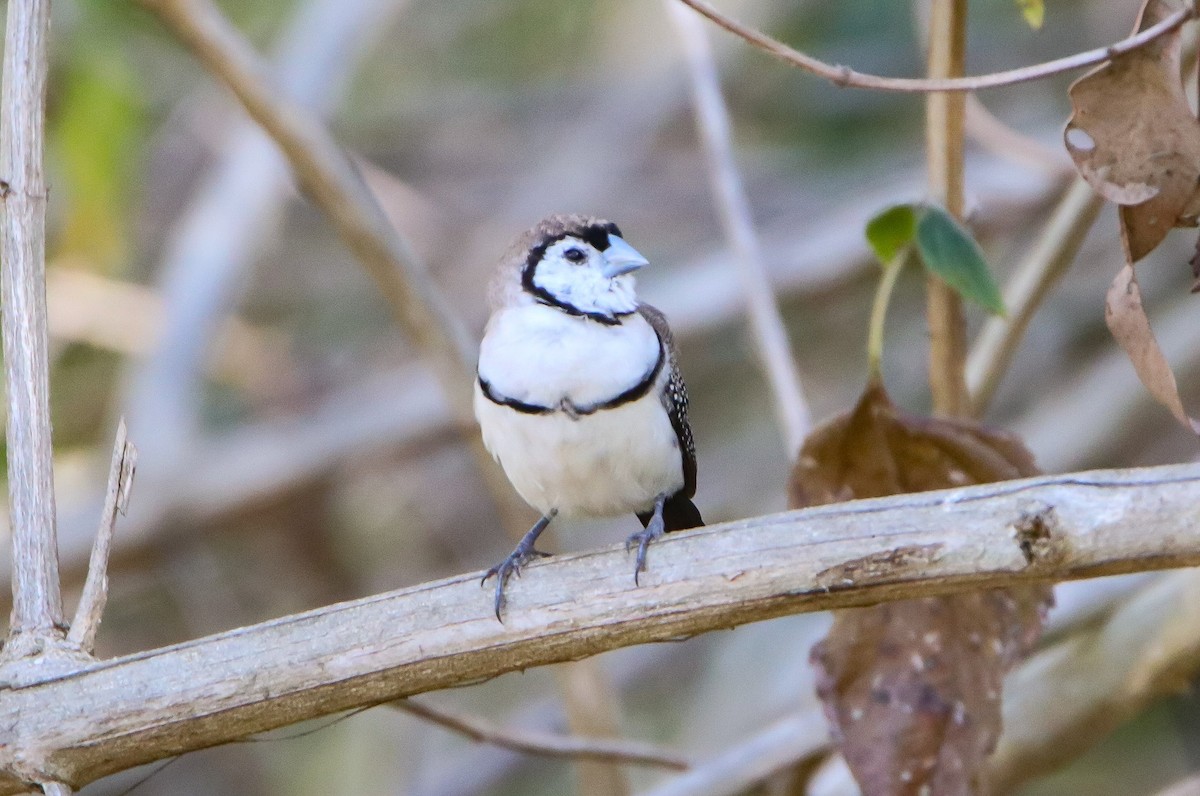 Double-barred Finch - ML586164051
