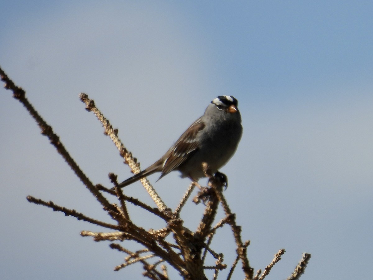 White-crowned Sparrow - ML586164181