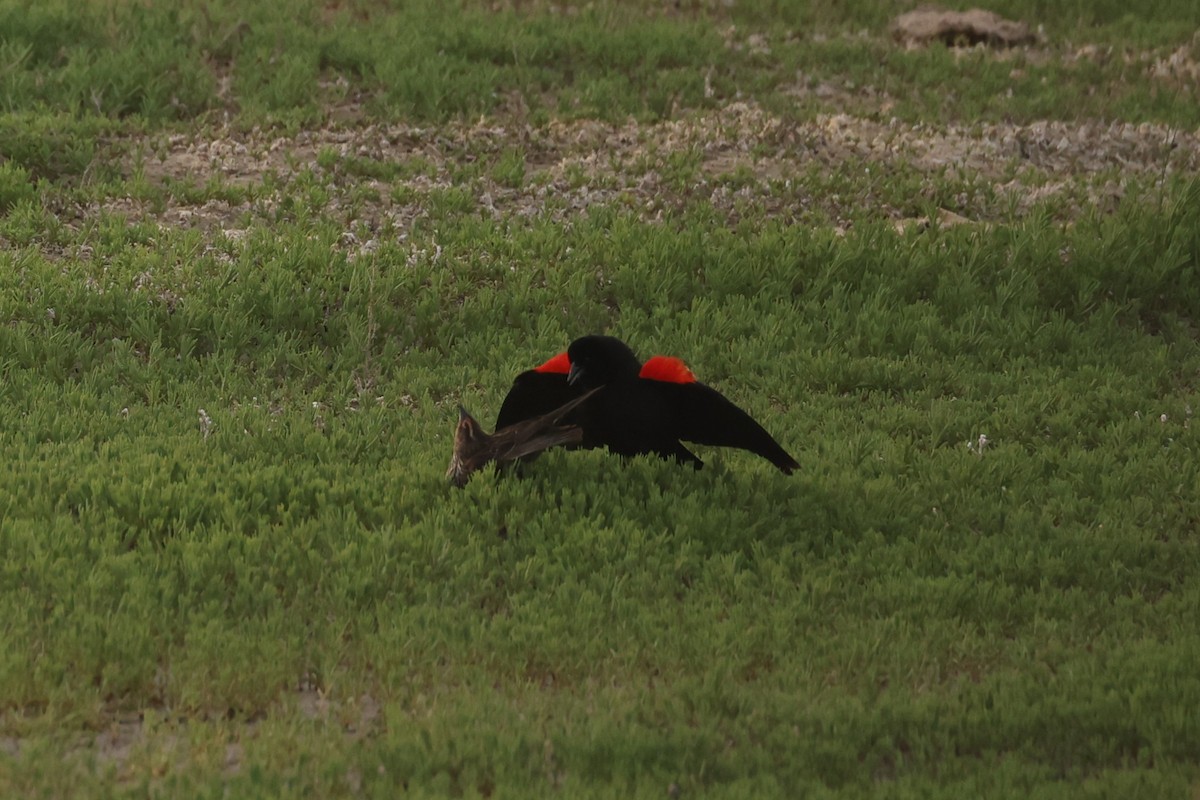 Red-winged Blackbird - ML586164381