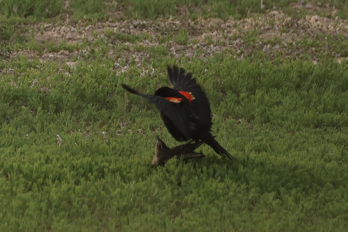 Red-winged Blackbird - ML586164401