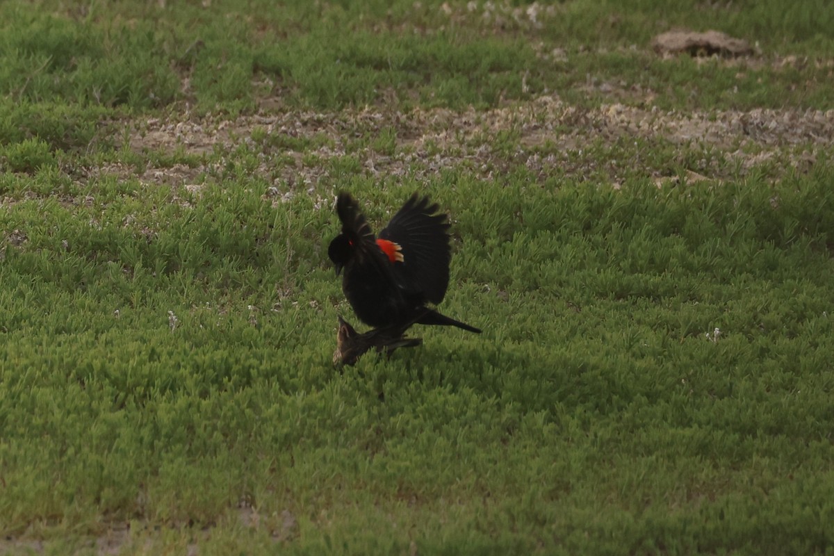 Red-winged Blackbird - ML586164411