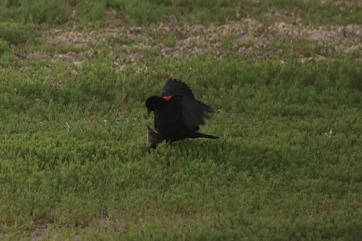 Red-winged Blackbird - ML586164431