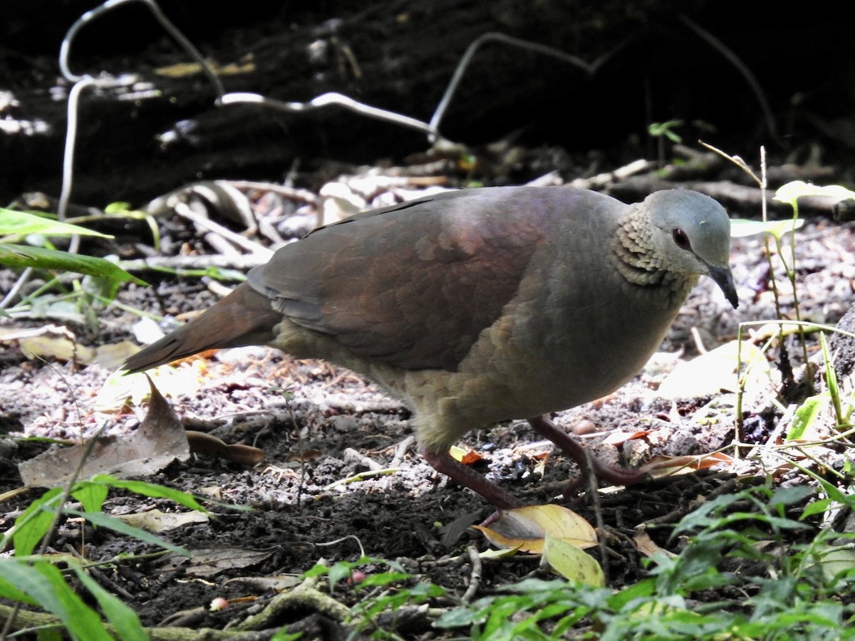 White-faced Quail-Dove - ML586165281