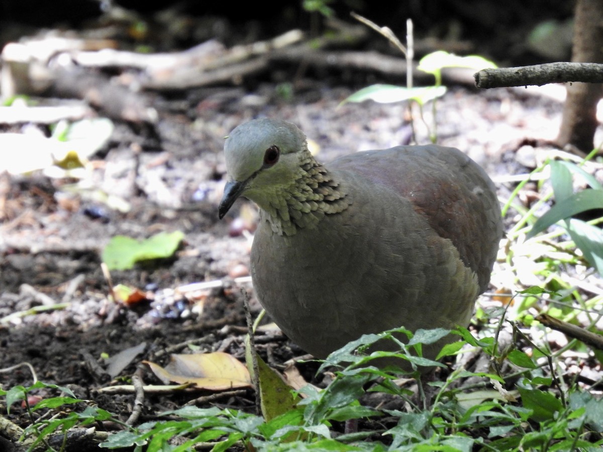 White-faced Quail-Dove - ML586165291