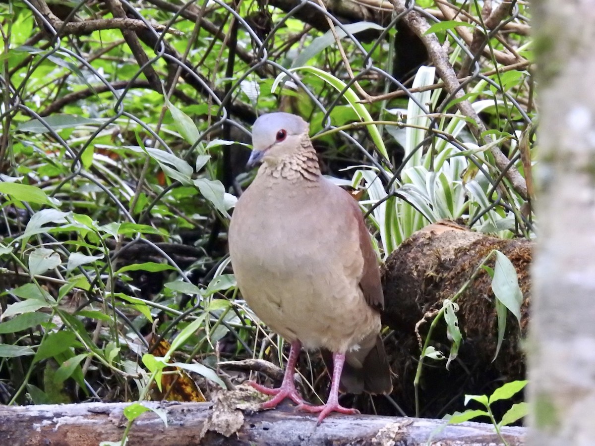 White-faced Quail-Dove - Nick Odio