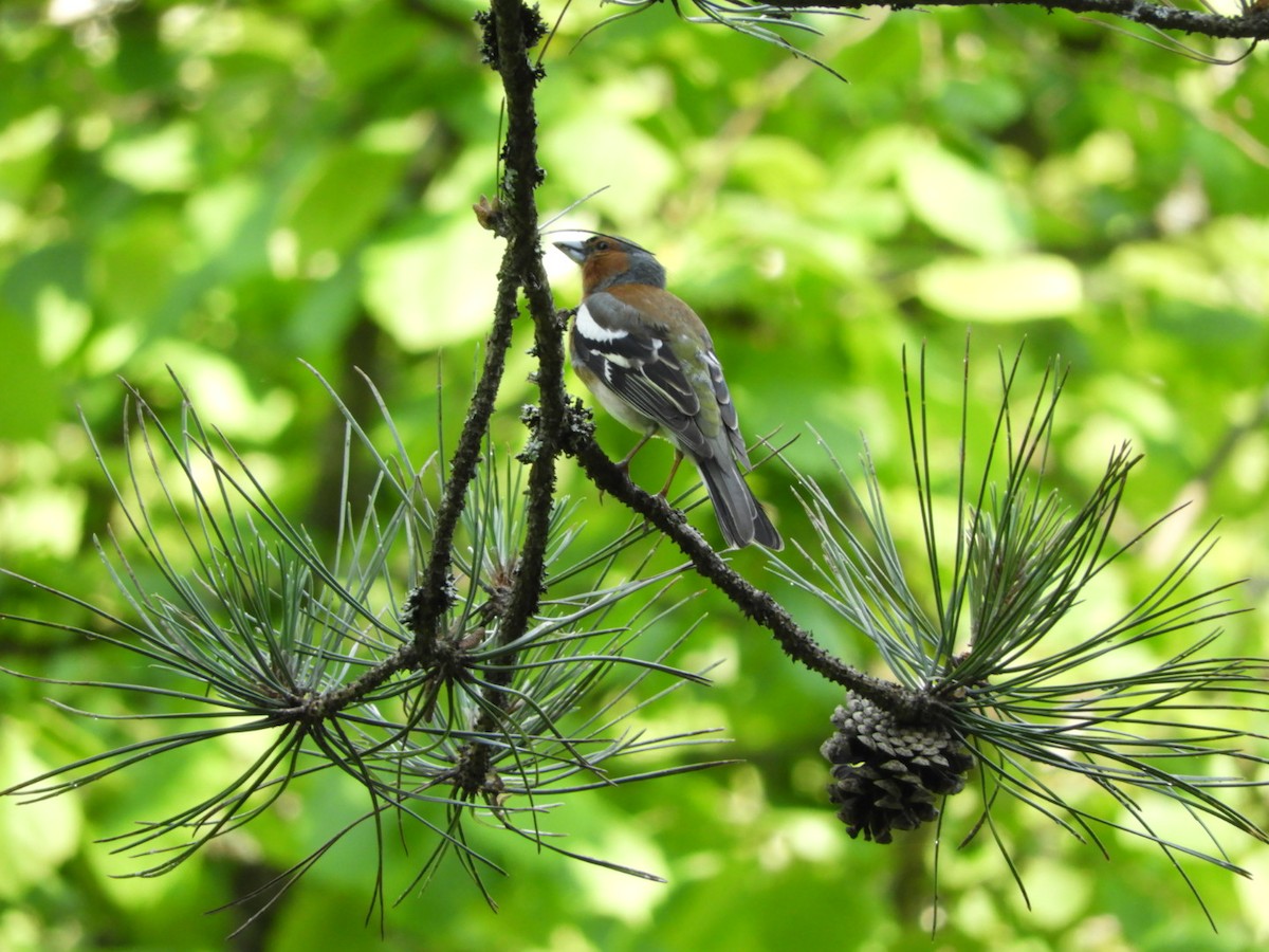 Common Chaffinch - ML586165521