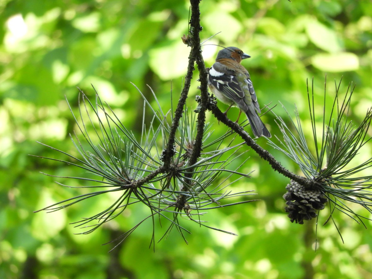 Common Chaffinch - ML586165541