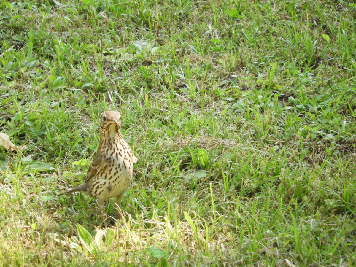 Song Thrush - ML586165641